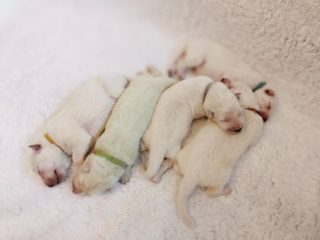 Litter „P“ Niktel