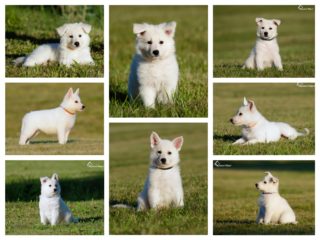 Vrh „Q“ – Quartz NIKTEL (CZ)