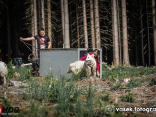 Hard Dog Race base CZ 2025
