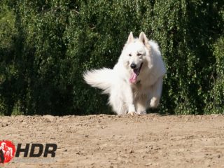 Hard Dog Race base CZ 2025