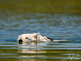 EDR Dog Triathlon 2025