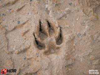 Hard Dog Race WILD 2025