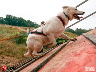 Hard Dog Race WILD 2025
