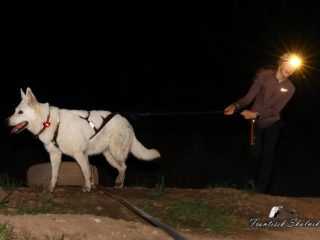 Czech Dog Run Nightfall 2025