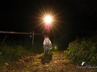 Czech Dog Run Nightfall 2025