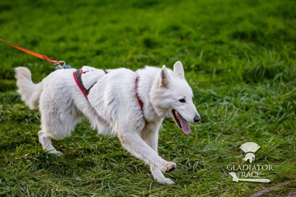 Gladiator Race Praha 2025