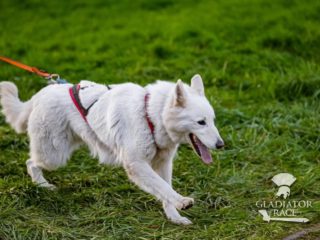 Gladiator Race Praha 2025