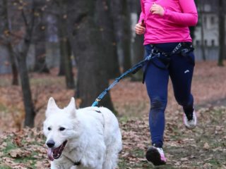 Extreme Dog Race Steeplechase 2025