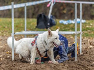 Extreme Dog Race Steeplechase 2025