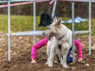 Extreme Dog Race Steeplechase 2025