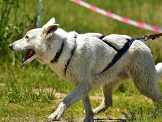 EDR Dog Biatlon 2025