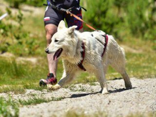 EDR Dog Biatlon 2025