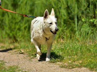 EDR Dog Biatlon 2025