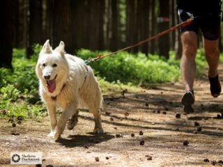 EDR Dog Biatlon 2025