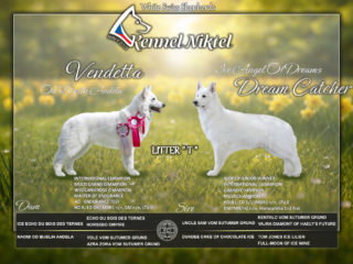 Plánujeme Vrh „T“